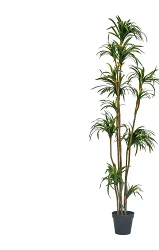 Dracaena Marginata - Sztuczna dracena dracena marginata, zielona roślina,