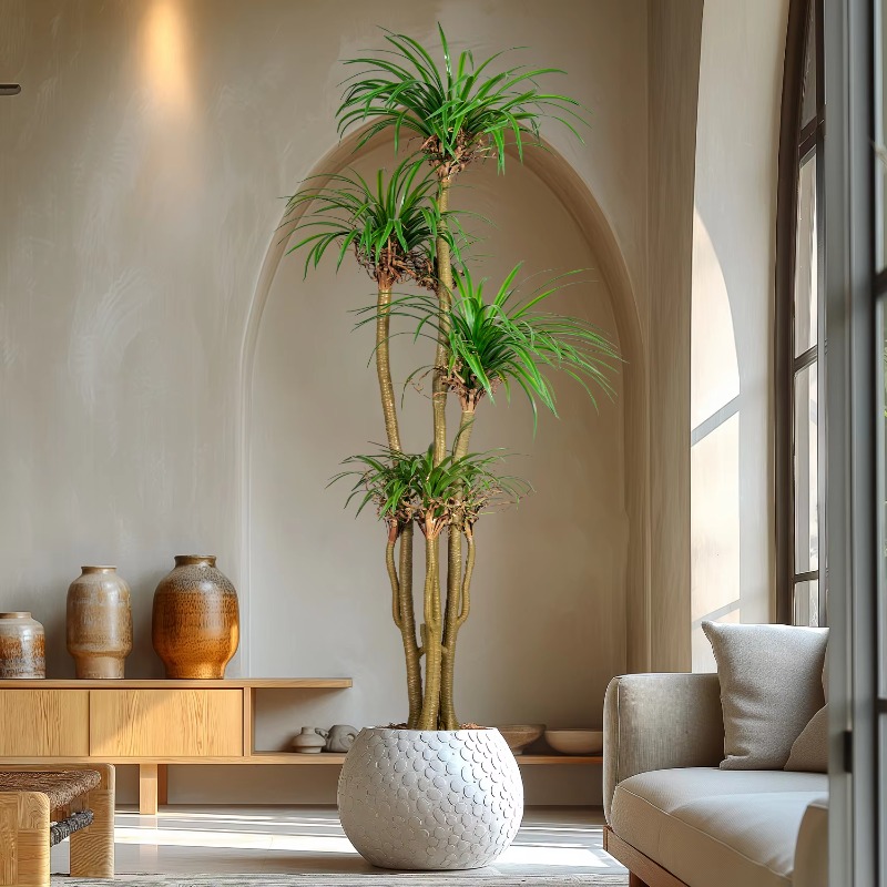 Sztuczna drzewka dracena margi – Dracaena Marginata recenzja i cena