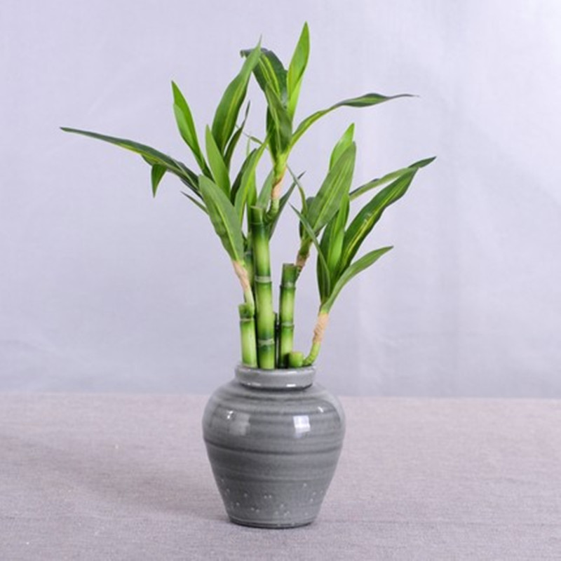 Nowy 40cm rFtificial Lucky Bam – Echeveria Succulent recenzja i cena