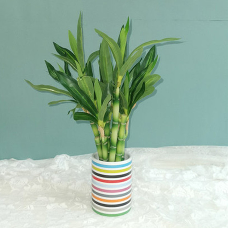 Nowy 40cm rFtificial Lucky Bam – Echeveria Succulent recenzja i cena