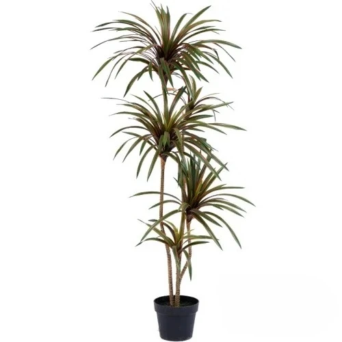 Sztuczne drzewko Dracaena Marg – Dracaena Marginata recenzja i cena