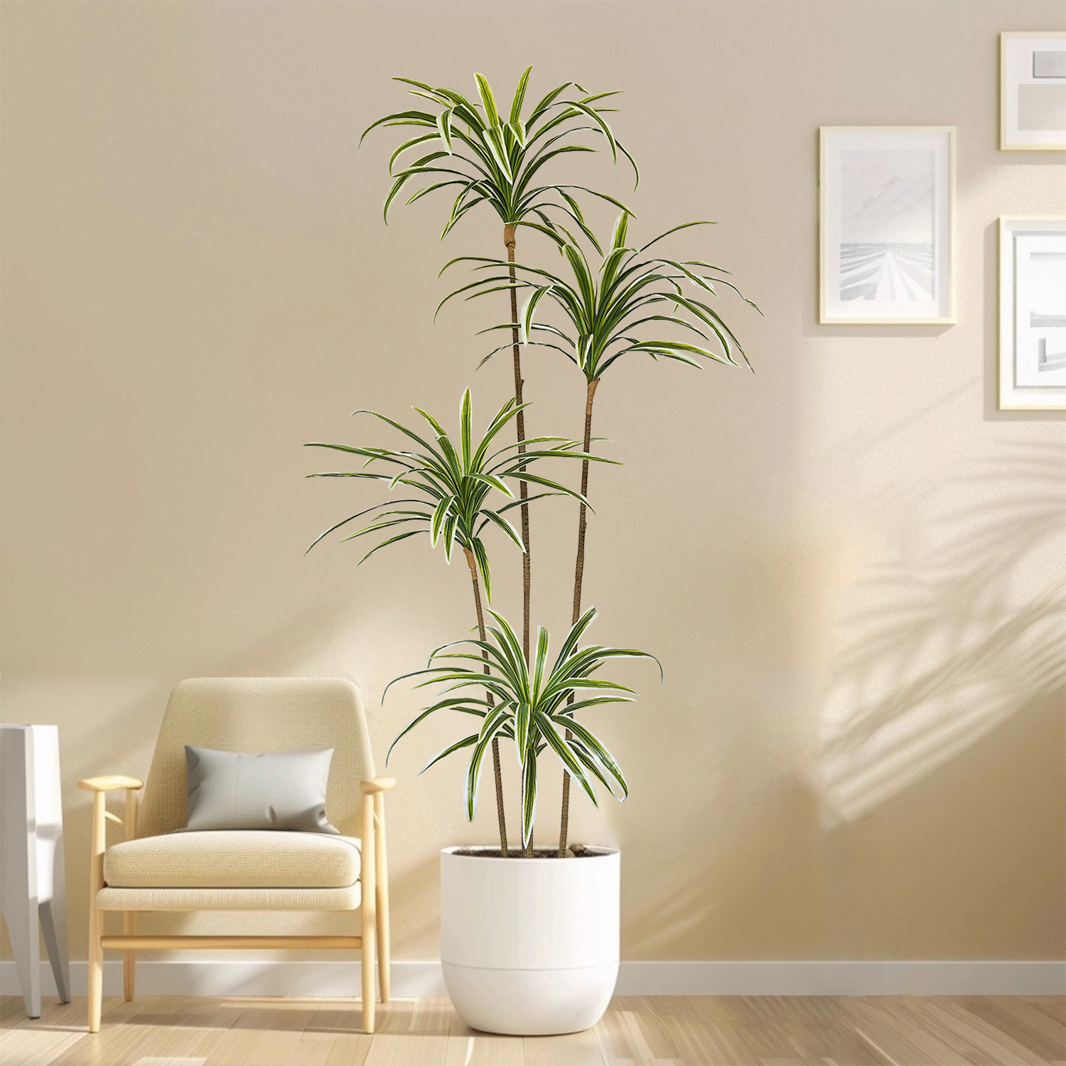 Sztuczna dracena marginałowa o – Dracaena Marginata recenzja i cena